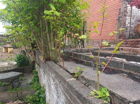 How To Protect Your Landscape Design From Japanese Knotweed Infestation