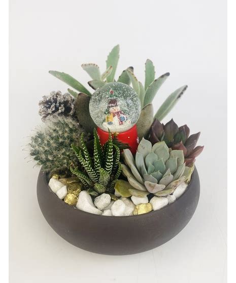 Snow Globe Succulents | Seattle Plants & Gifts