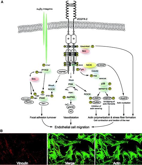 Endothelial Cell Migration During Angiogenesis | Circulation Research