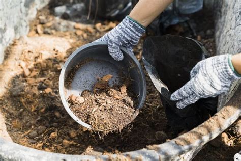 Benefits of Garden Mulches: Enhancing Soil Health and Weed Control