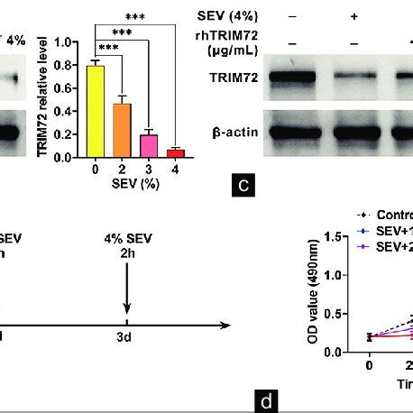 Trim Stimulated Proliferation Of Sevoflurane Treated Nscs A