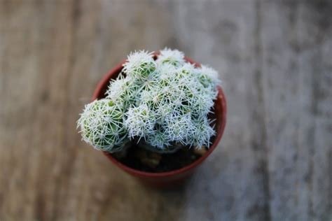 Mammillaria Gracilis La Boutique Del Verde