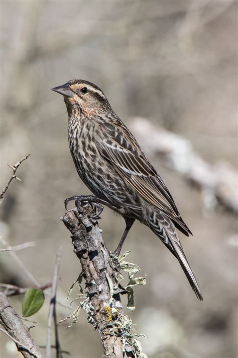 Red Winged Blackbird Agelaius Phoeniceus