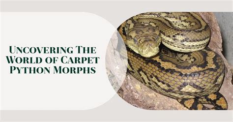 Carpet Python Morphs