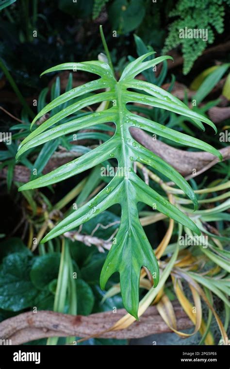 Beautiful Green Leaf Of Philodendron Elegans A Rare Tropical Plant