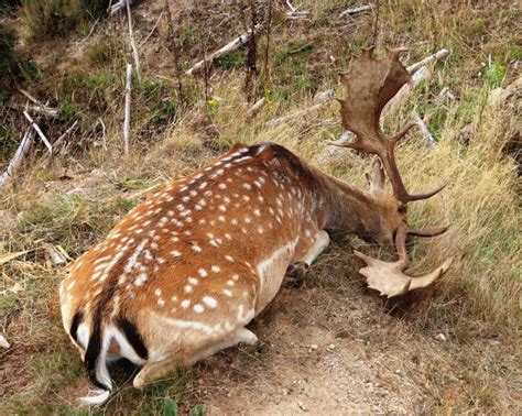 Seasonal Guide To The Spotted Fallow Deer Of Poronui