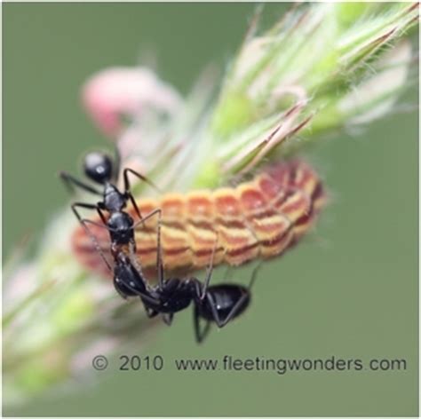 butterflies_ants_lycaenidae_lycaenids_myrmecophily