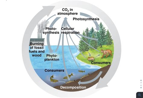 Carbon Carbon Cycle Diagram Quizlet