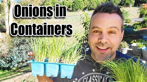 How To Plant Onions In Containers Youtube