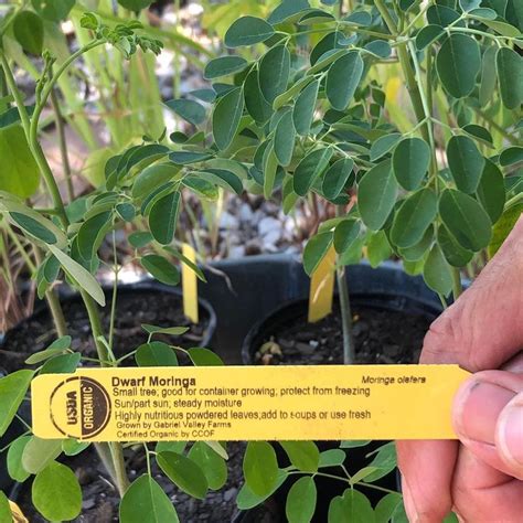 Sol Stice Garden Expressions On Instagram “dwarf Moringa Makes A Beautiful Patio Plant And Its