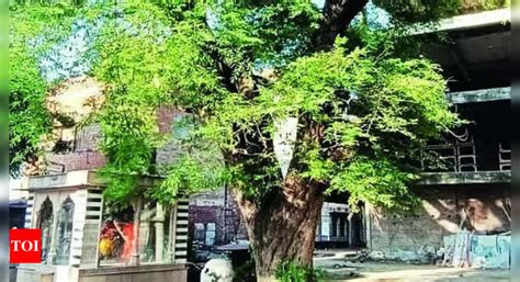 Kashi Tops In Heritage Trees Count With 99 Of 948 In Up Varanasi News