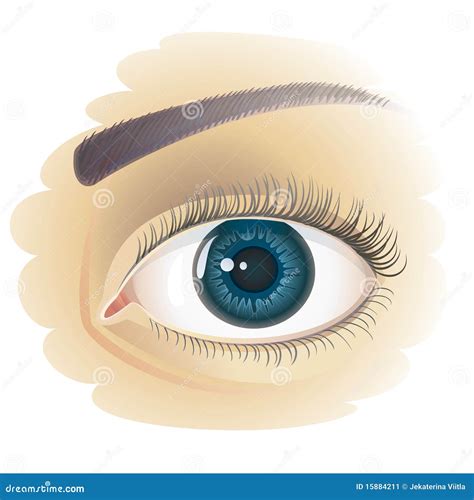 Realistic Human Eye Stock Vector Illustration Of Staring