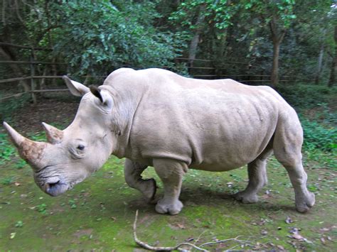 Entebbe Day 3 The Zoo Rhino Animal Animals Rhino