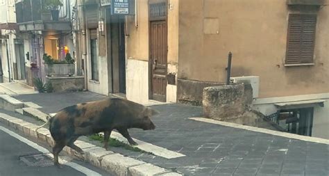 Maialino Preso A Calci Vaga Nelle Strade Del Palermitano Partite Indagini