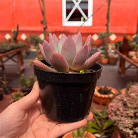 Graptoveria Opalina Suculenta