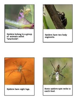 Spider Facts by DL Bookworm | Teachers Pay Teachers