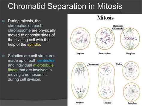 Mitosis And Cytokinesis Ppt