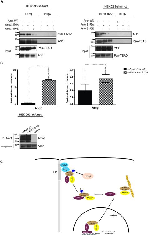 Regulation Of Localization And Function Of The Transcriptional Co