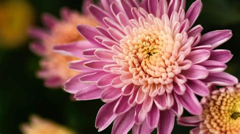 Macro Pink Flower Royalty-Free Stock Photo