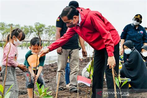 Brgm Optimis Target Rehabilitasi Ribu Hektare Mangrove Tercapai