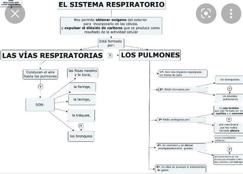 1 Consultar Sobre El Sistema Respiratorio Humano 2 Hacer Mapa