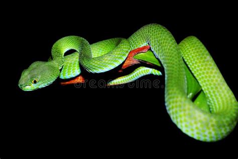 Snake (green Pit Viper) Stock Photo - Image: 24824600