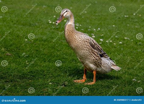 Hybrid mallard duck stock image. Image of background - 258988317