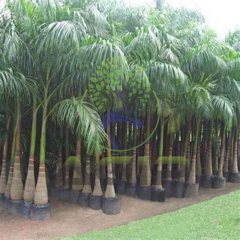 Clay Hyophorbe Lagenicaulis Bottle Palm Tree For Plantation 20 Feet