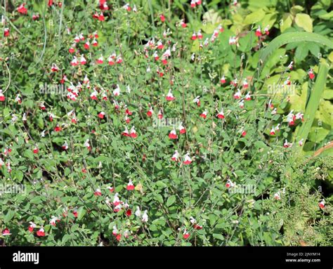 Summer August Salvia X Jamensis Hot Lips Flowering Plant Stock Photo Alamy