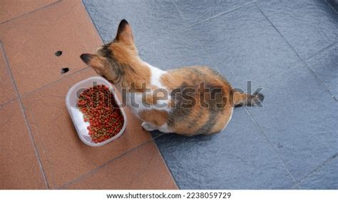 Calico Cat Who Pregnant Given Dry Stock Photo 2238059729 Shutterstock