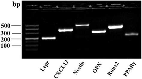 Full Article Angelica Sinensis Polysaccharides Alleviate The Oxidative