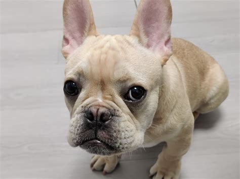 how to get rid of roundworms in puppies