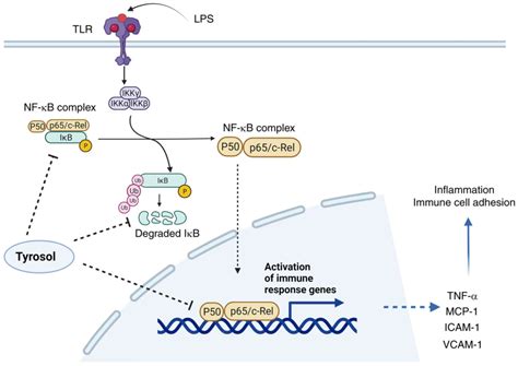 Tyrosol Attenuates Lipopolysaccharideinduced Inflammation In Huvecs To