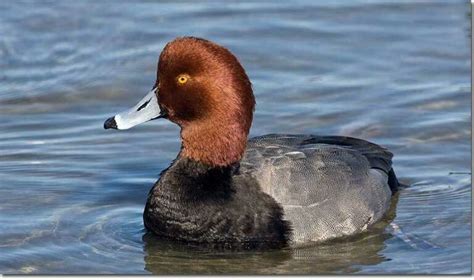 Birds With Red Heads – 15 Outstanding Species