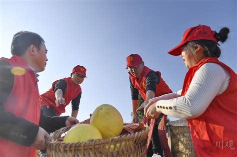 视频｜南充蓬安：柚到丰收季 红马甲助农采摘忙四川在线