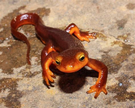 What Are Salamanders And Newts General Culture