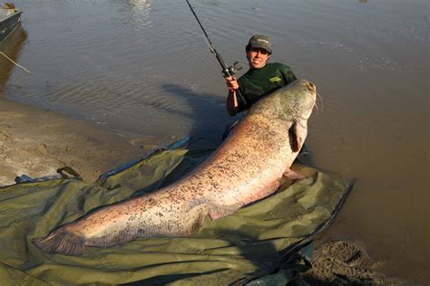 mekong giant catfish brilliant news