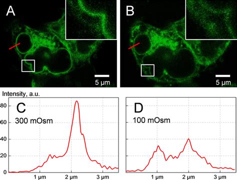 Confocal Fluorescence Imaging Of HEK293 Cells Overexpressing The Fusion