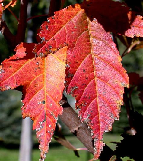 Flame Amur Maple – Wilson Nurseries