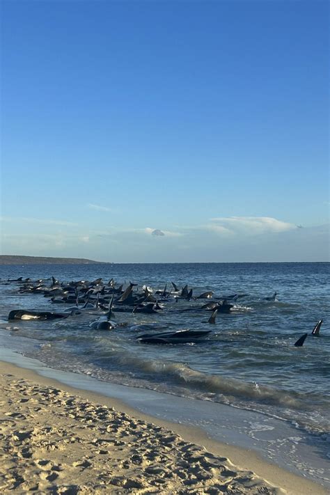 Decenas De Ballenas Piloto Se Quedan Varadas En Una Playa Del Suroeste