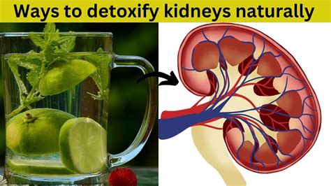 How To Detoxify Kidneys Naturally Ways To Take Care Of Kidneys Fit