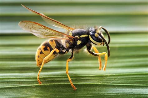 Wasp Pest Control Melbourne Pest Control Empire