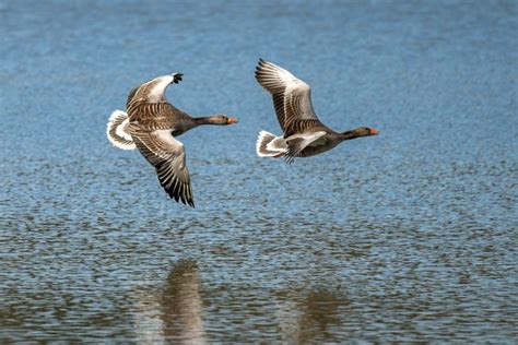 D A Mundial De Las Aves Migratorias Por Qu Son Clave Para El