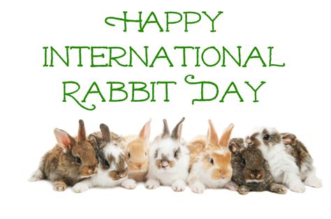 International Rabbit Day Happy Days 365