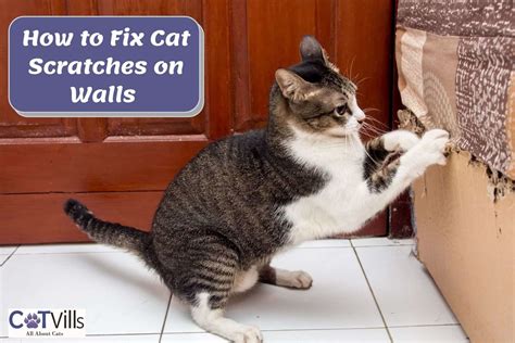 How to Fix Cat Scratches on Walls in 3 Easy Steps!