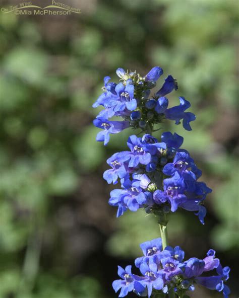 Penstemon Blooming In The Wasatch Mountain Range Mia McPherson S On