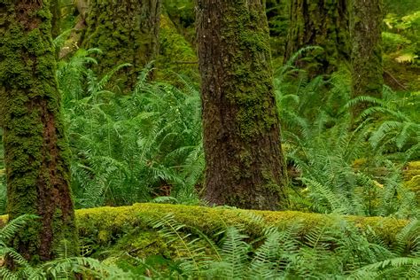 Pacific Northwest Tree Vast