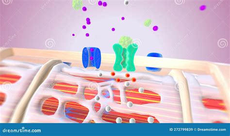 Sodium Potassium Pump Vector Illustration CartoonDealer 251988692