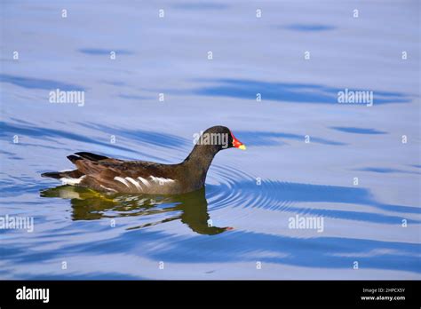 Polla Urbana Fotografías E Imágenes De Alta Resolución Alamy