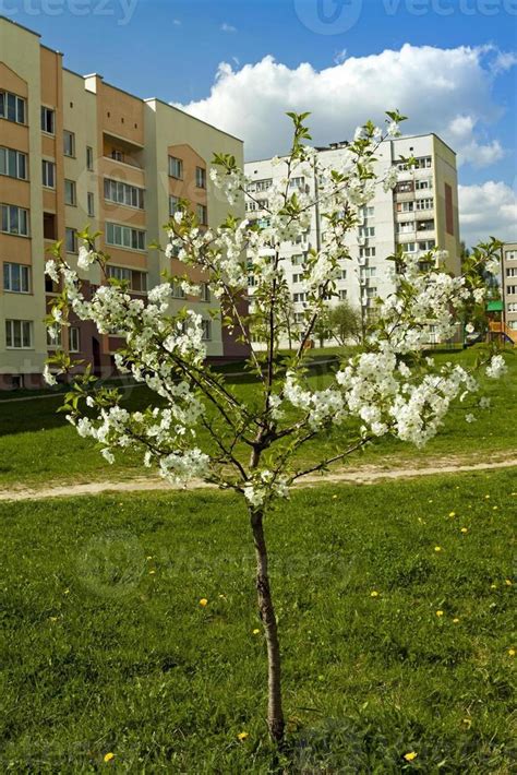 cherry blossom tree 9547351 Stock Photo at Vecteezy